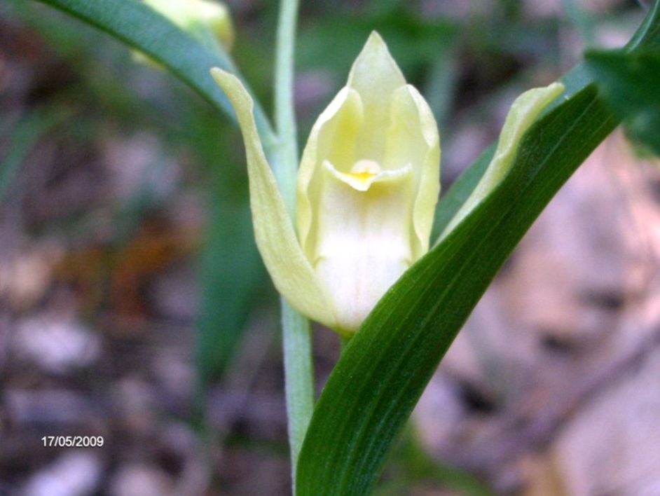 Cephalanthera damasonium